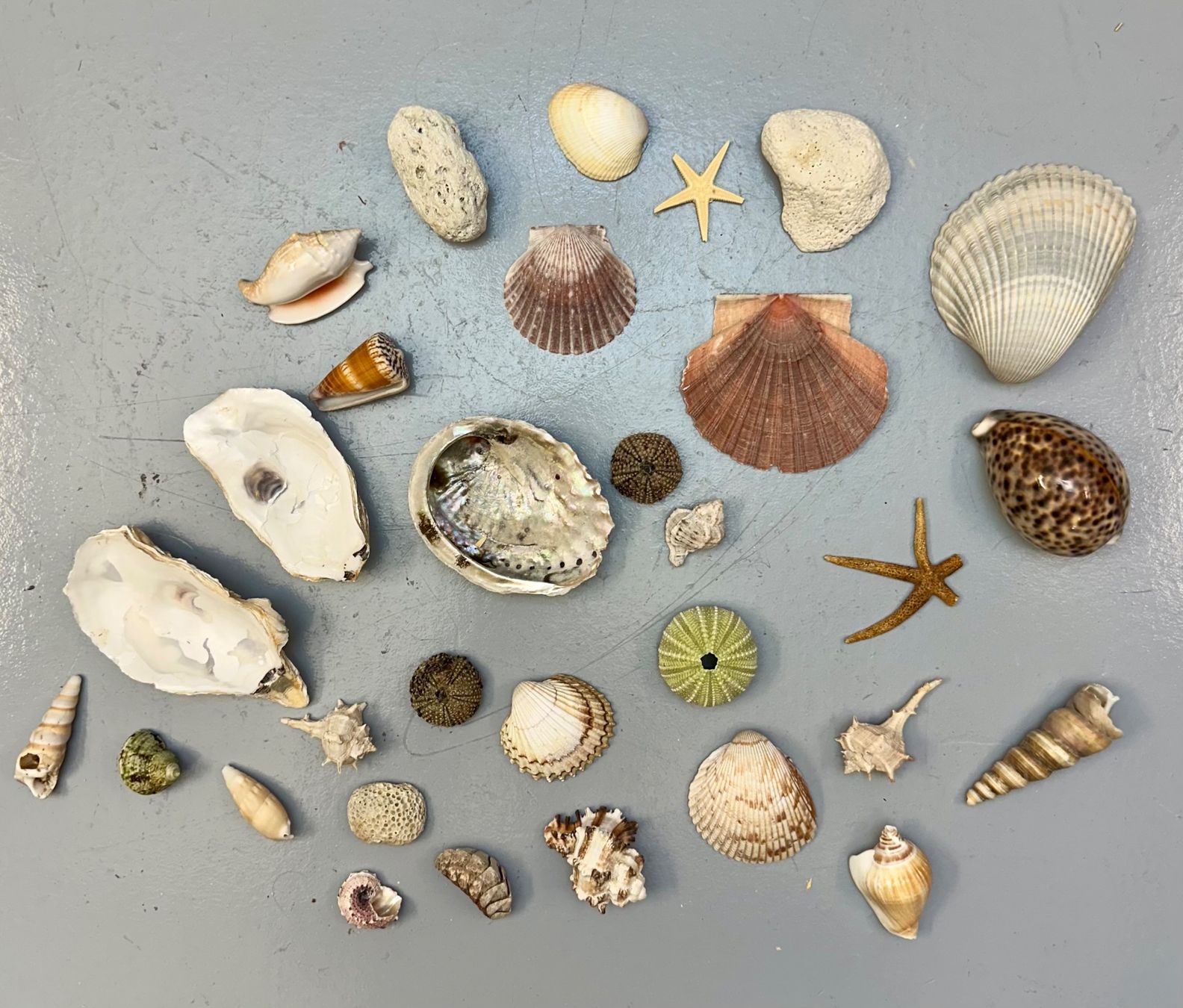 Fossilien: MUSCHELN DIV AB 1.-!!! – Gebraucht aus Zürich von NIKI777 1