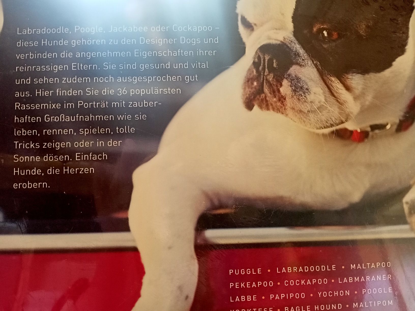 Libri: Coile: Designer Dogs – Nuovo e nell'imballaggio originale da Oftringen venduto da Myti 1
