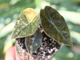 Alocasia Sedenii Aurea