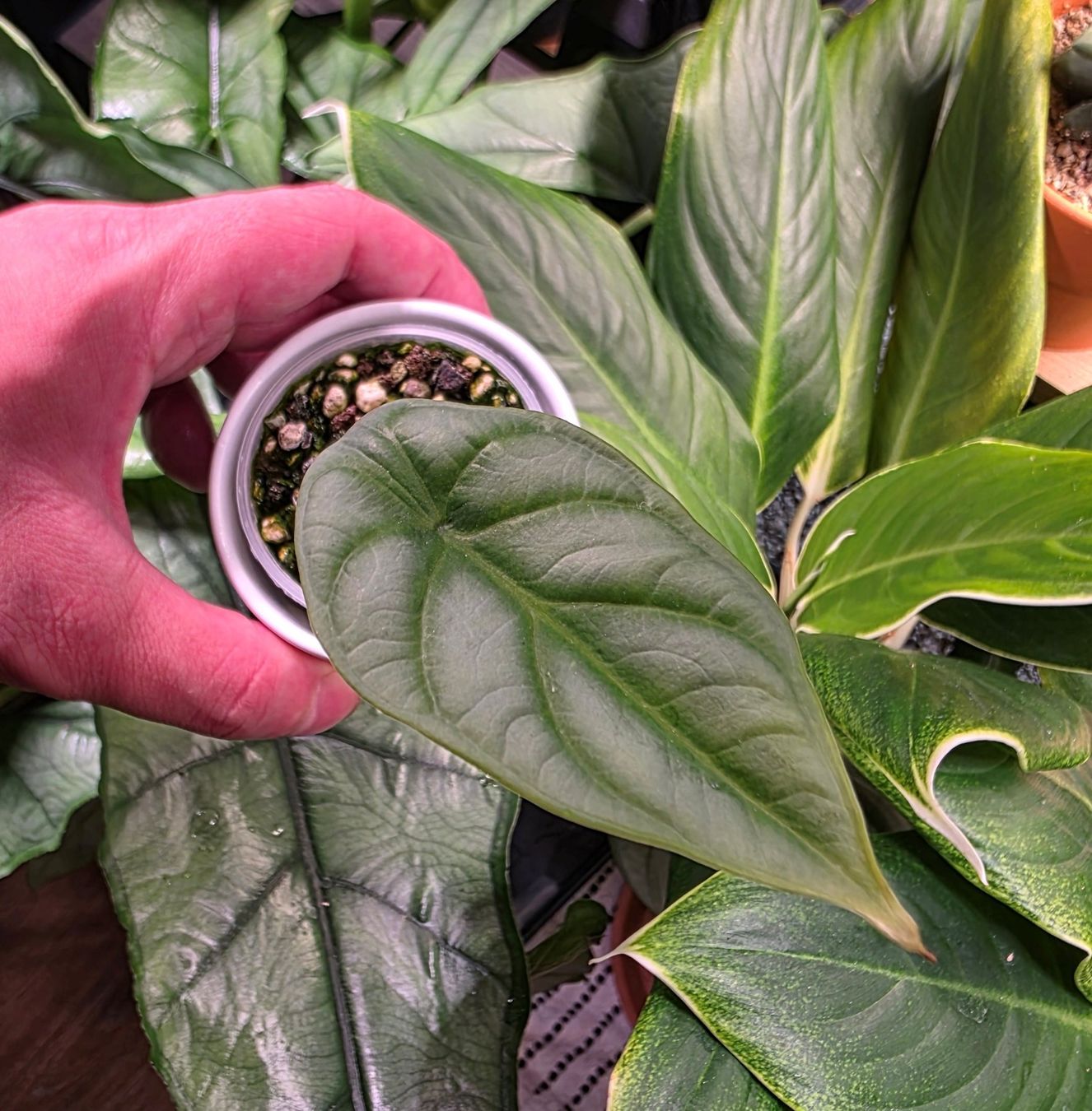 Piante & sementi: Alocasia Silver Dragon – Usato da Winterthur venduto da jar_w2vp