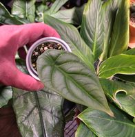Alocasia Silver Dragon
