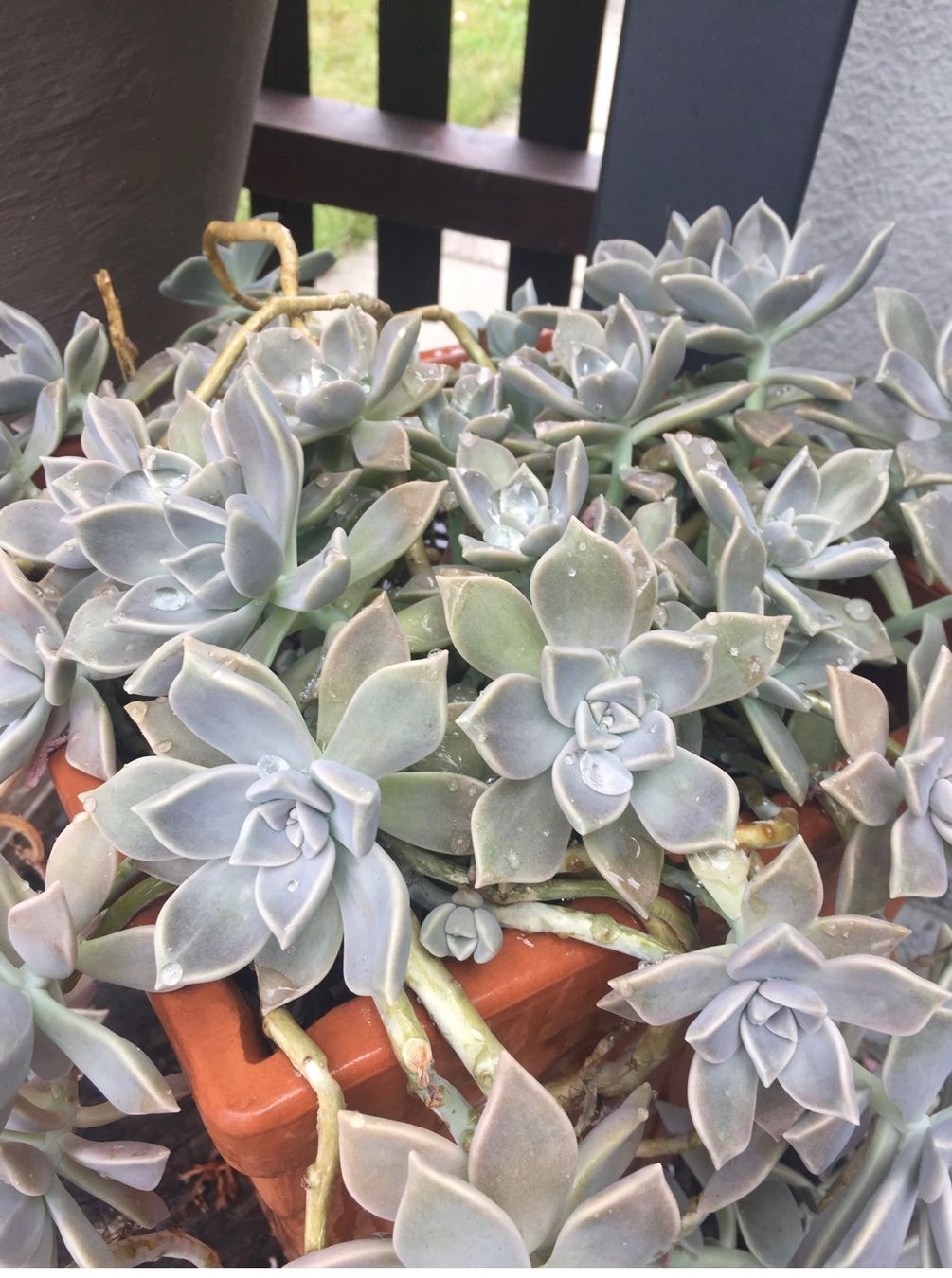 Piante & sementi: GRAPTOPETALUM - FELSENROSE - GHOST PLANT – Nuovo (secondo la descrizione) da Buchs AG venduto da fischli610 1