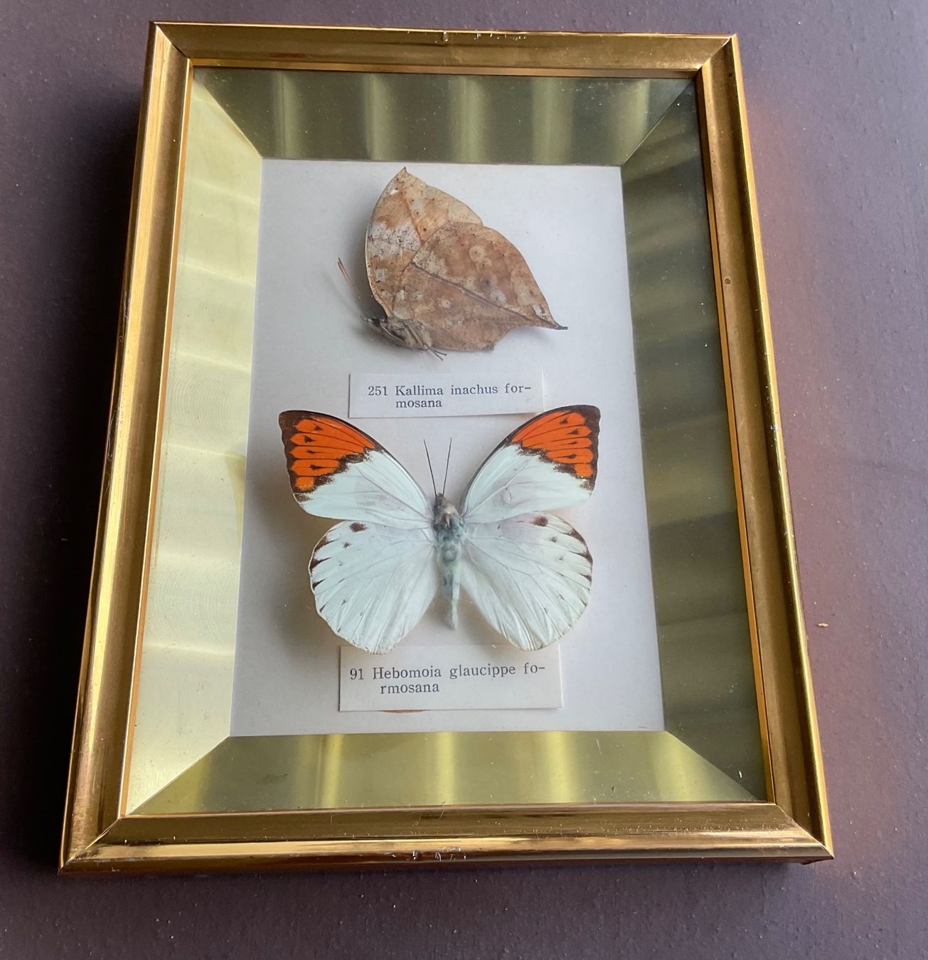 Poster & Bilder: SCHÖNES CHIN. BILD MIT ECHTEN SCHMETTERLINGEN – Gebraucht aus Adlikon b.Regensdorf von Crystaldragon09