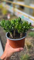 Crassula ovata "Gollum"🐸