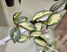 Hoya carnosa "Krimsom Prinzess"