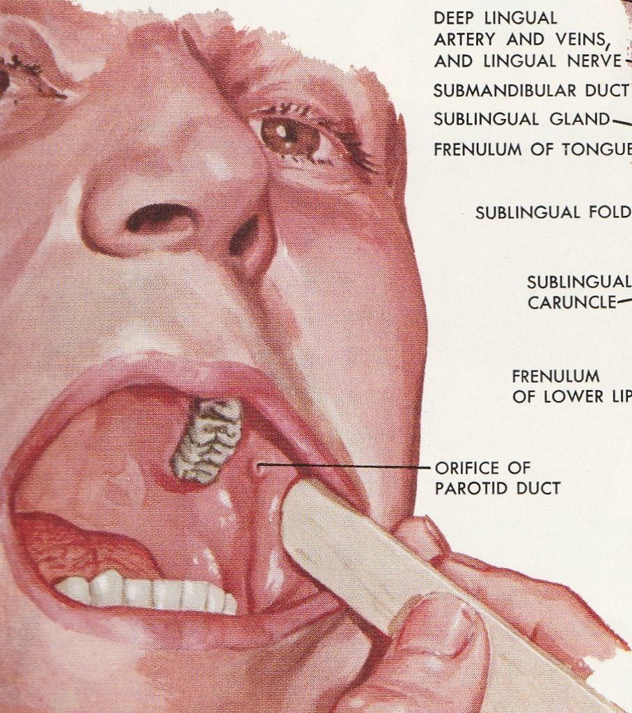 Bücher: F. Netter, Digestive System, Part 1, Vol 3, 1959 – Gebraucht aus Zürich von suschi04 5