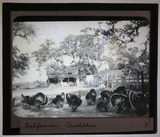 Glasdia Kalifornien Landwirtschaft Truthähne, um 1930