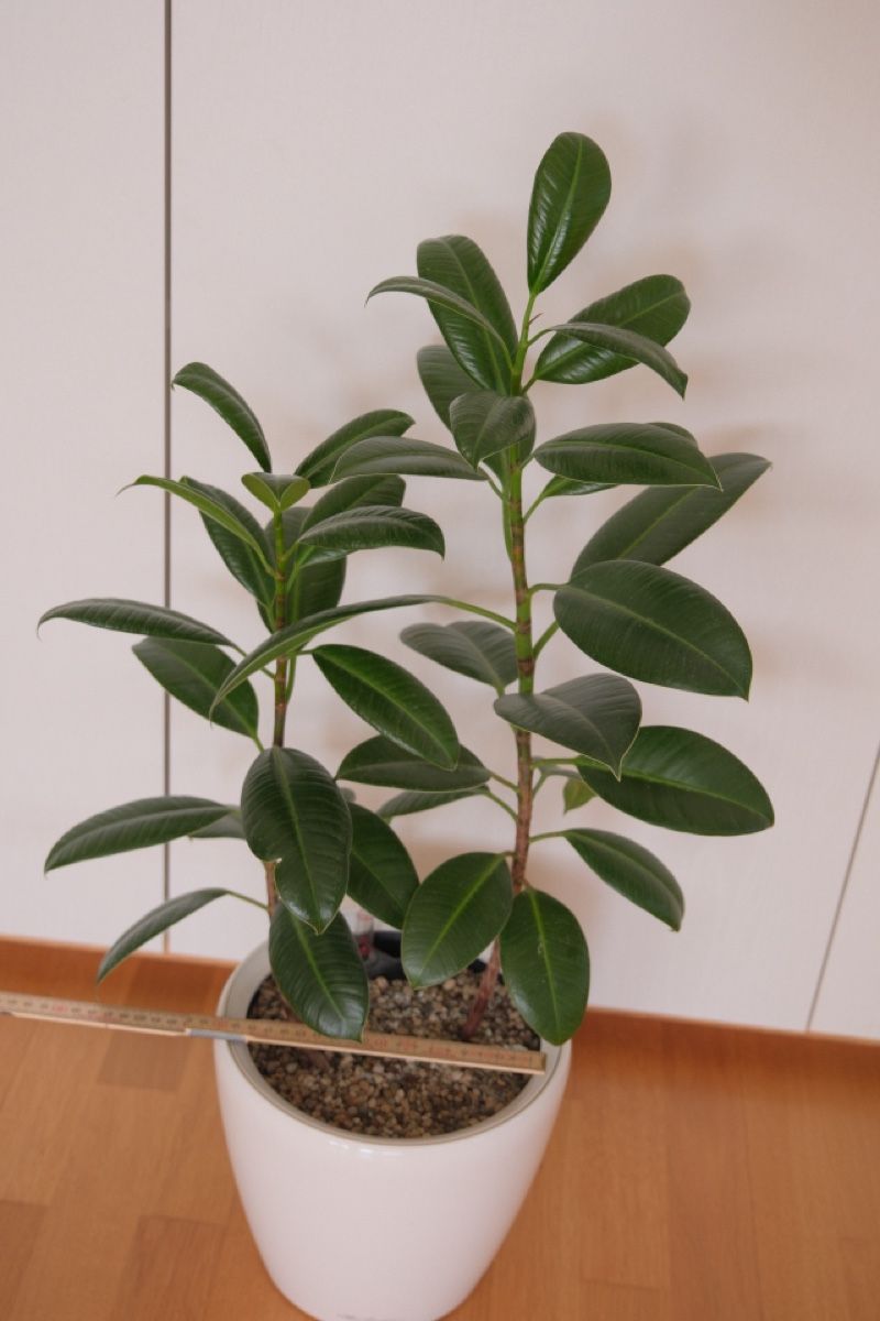 Piante & sementi: Ficus Elastica Variegata + Lechuza Topf – Nuovo (secondo la descrizione) da Birmensdorf ZH venduto da Valerushe 3