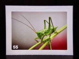 MIGROS MANIA Nature Detectives Nr. 55
