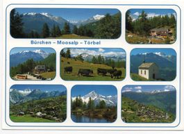 BÜRCHEN MOOSALP TÖRBEL Postauto - Kühe