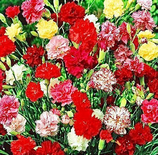 Pflanzen & Samen: 30 Samen DIANTHUS CARYOPHLUS -  Einfache Nelke MIX – Neu und originalverpackt aus Rovio von POSITIFFARTandPLANTS 2