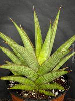 Sansevieria Jewel Crown - wie ein grüner Stern