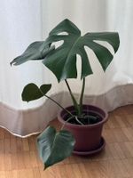 Monstera normal ohne Topf (Post möglich, Update 01.09.2026)