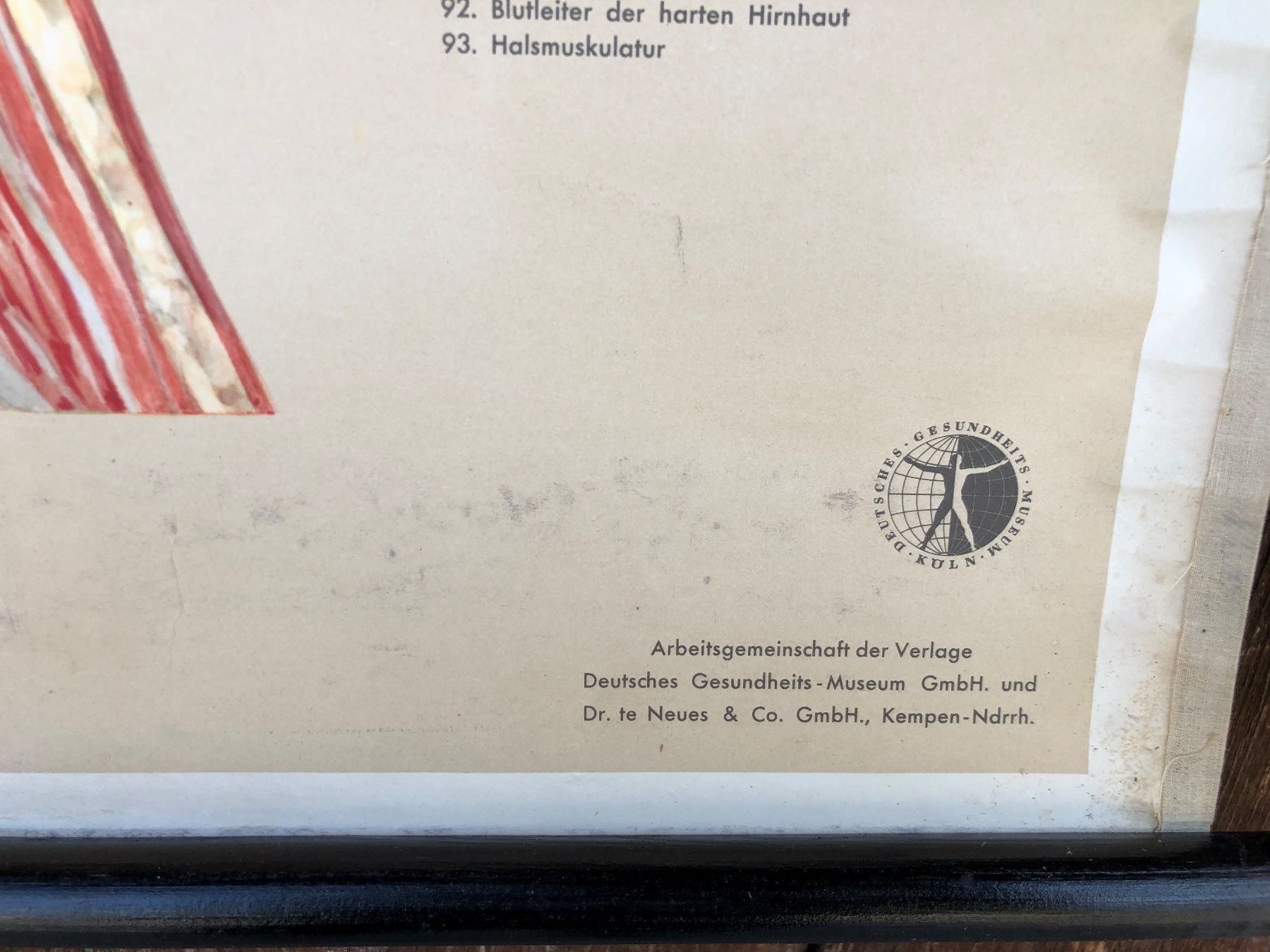 Foto & Immagini: Schulwandbild kopf Kehle lehrmittel – Usato da Reinach AG venduto da rares75 1
