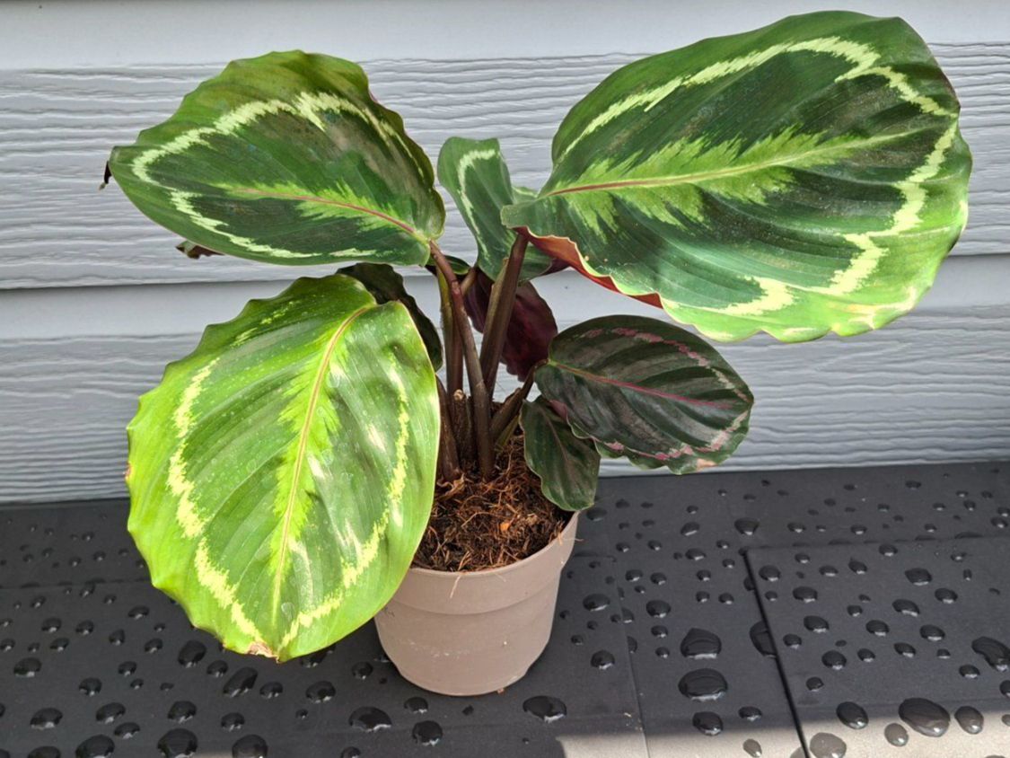Plantes & graines: Calathea médaillon – D'occasion à Les Brenets par glo_267f