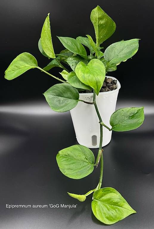 Pflanzen & Samen: Epipremnum aureum 'GoG Manjula' – Neu (gemäss Beschreibung) aus Bühler von googelibear