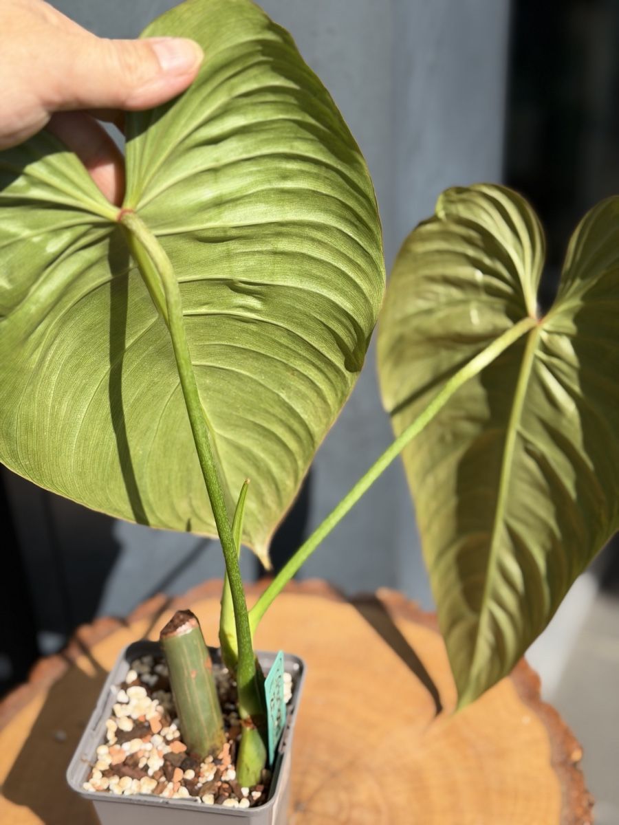 Piante & sementi: Philodendron Glorious  – Nuovo (secondo la descrizione) da Buchrain venduto da Stetoscop 1