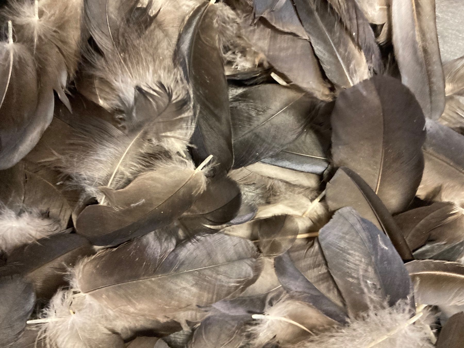 Welt der Tiere: Elsterfedern – Gebraucht aus Grosswangen von arum01 1