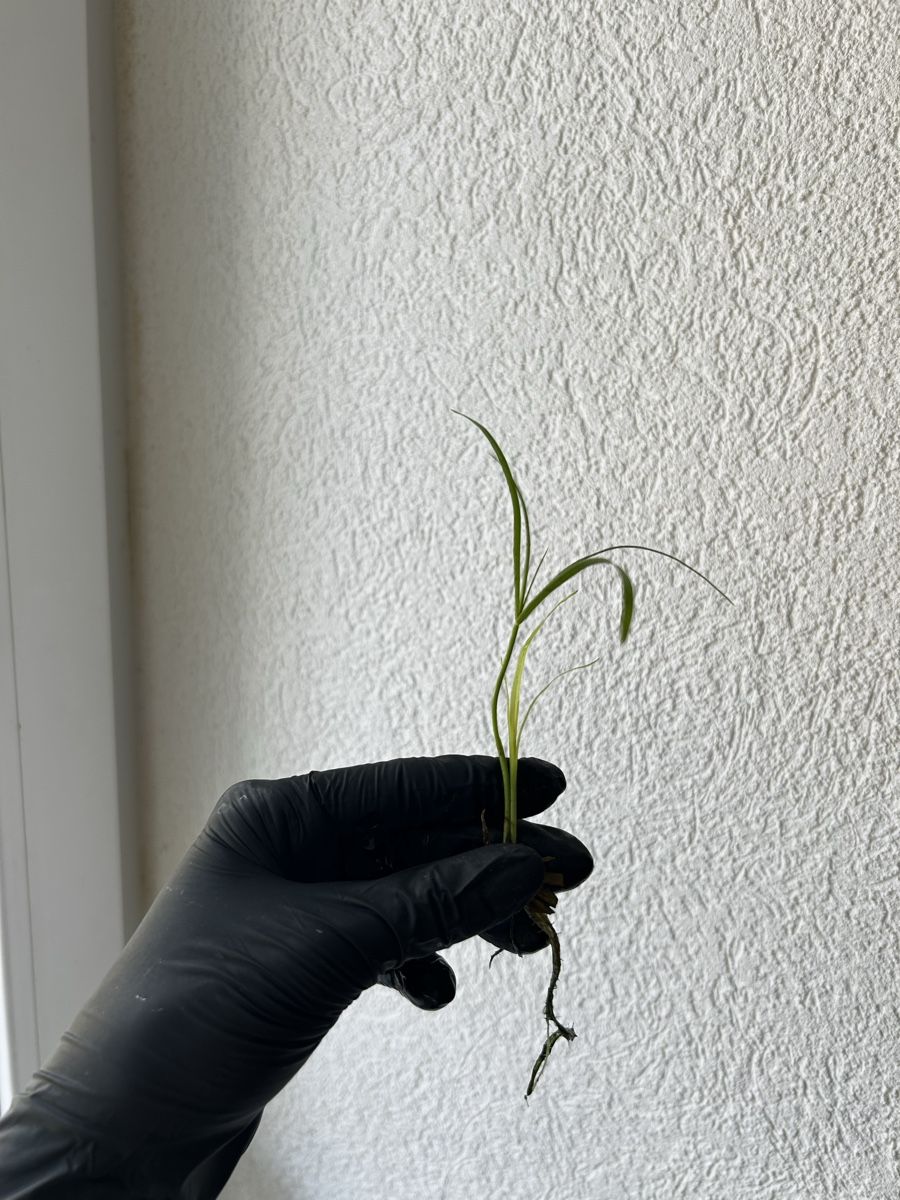Plantes & graines: Boutures Papyrus – D'occasion à Develier par mel_qd2m 3