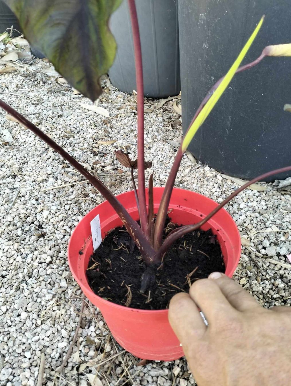Piante & sementi: Colocasia COREDE REDEMPTION COLLECTION – Nuovo (secondo la descrizione) da Bremblens venduto da FIBONACCI369 3