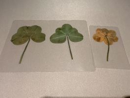 🍀4,5 und 6 Blatt Klee🍀