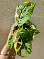 Monstera Adansonii Variegata “Monkey” 🌿🐒