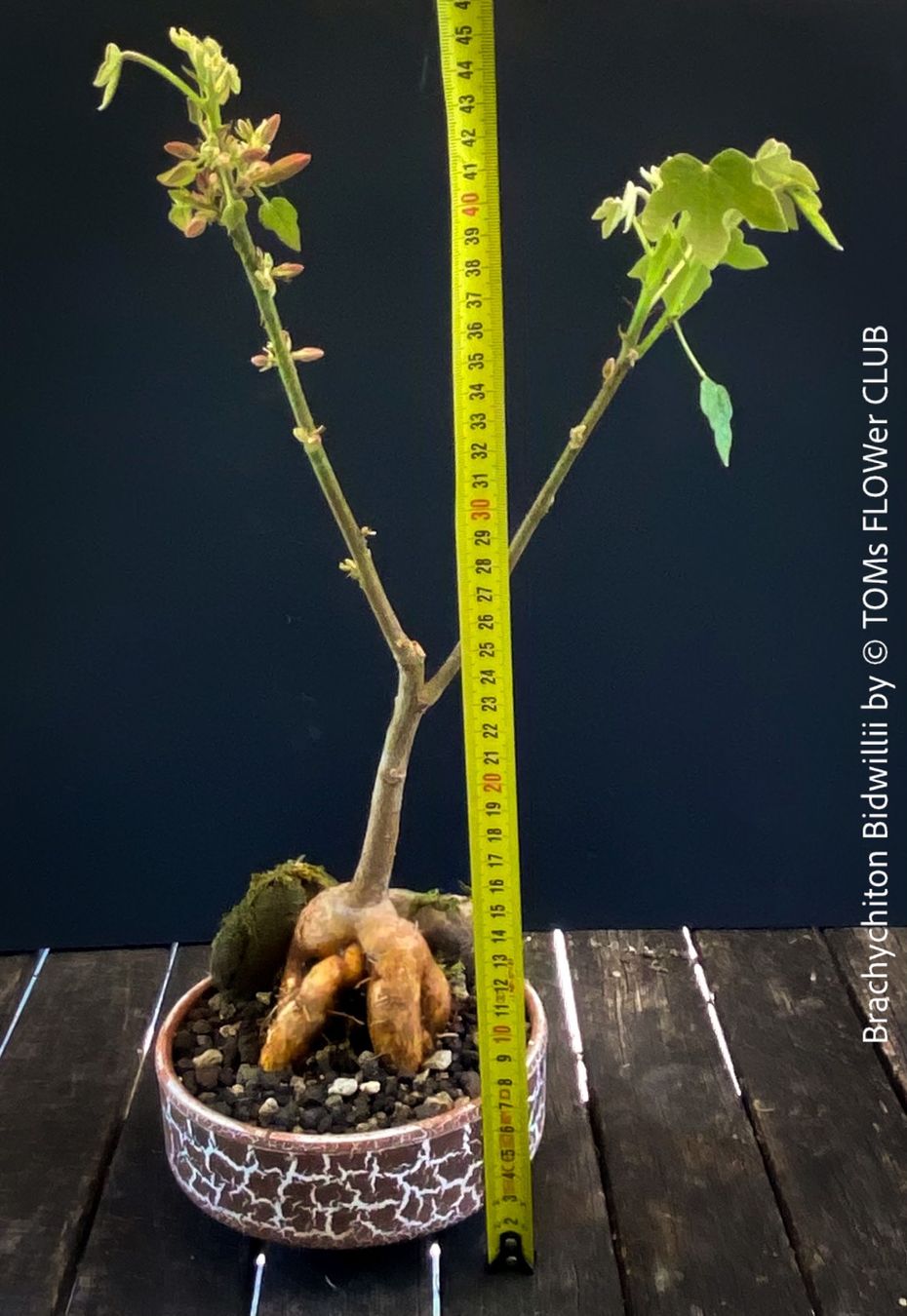 Piante & sementi: Brachychiton Bidwillii - Bonsai Bäumchen - Flaschenbaum – Nuovo e nell'imballaggio originale da Adliswil venduto da astom369 8
