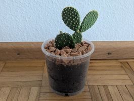 Goldopuntie (Opuntia microdasys) | H:8cm