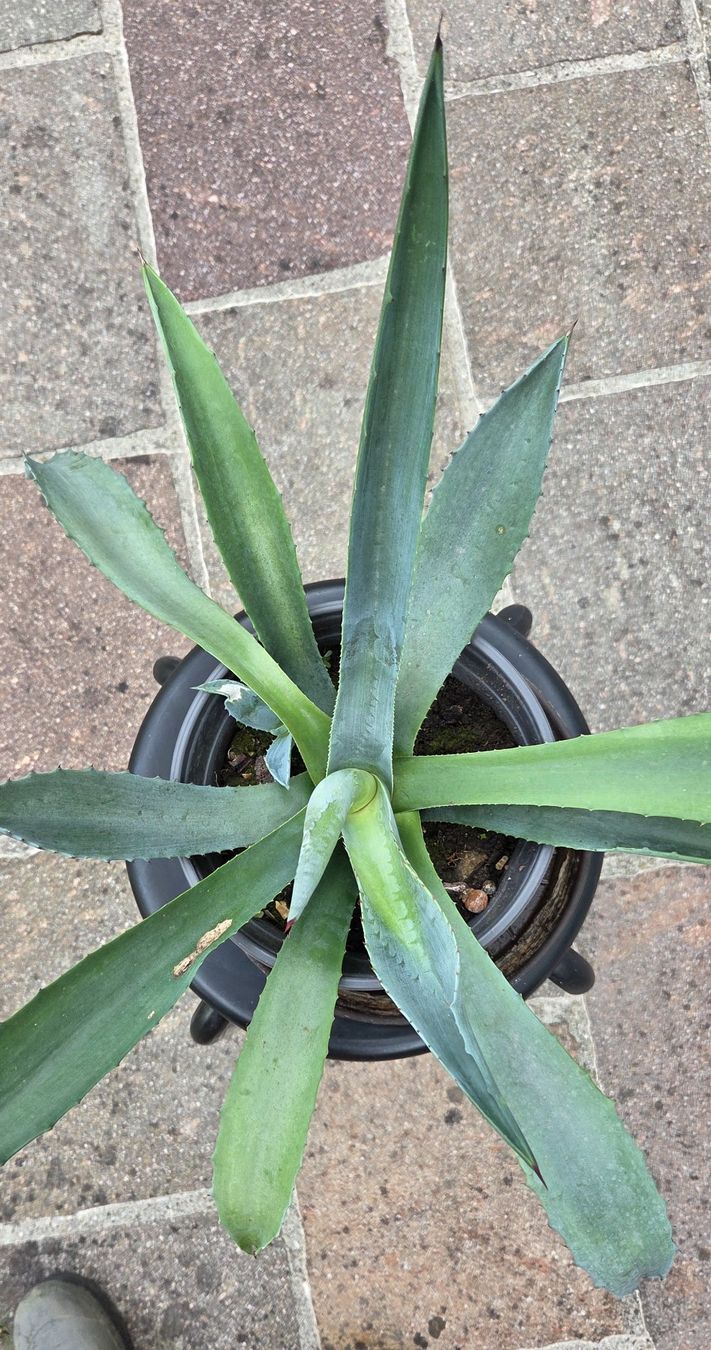Pflanzen & Samen: Agave, kein Kaktus, eine Sukkulente – Gebraucht aus Würenlos von Browni01