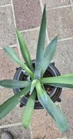 Agave, kein Kaktus, eine Sukkulente