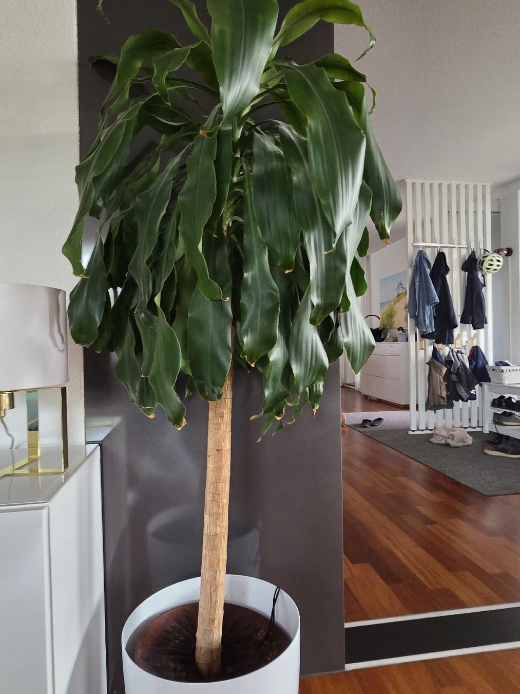 Piante & sementi: Palme indoor – Usato da Wallisellen venduto da roo_9w5j
