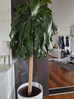 Palme indoor