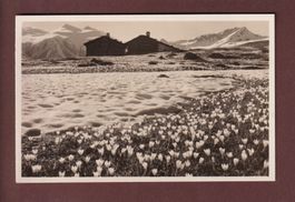 DAVOS - Alp Drusatscha
