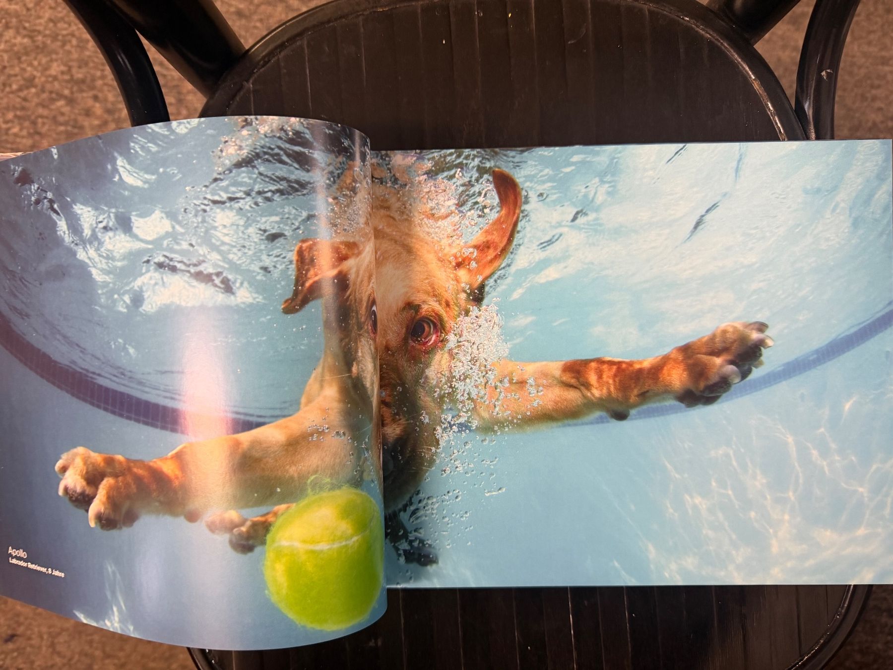 Livres: Hunde unter Wasser – D'occasion à Dietikon par Buchantiqdietikon 1