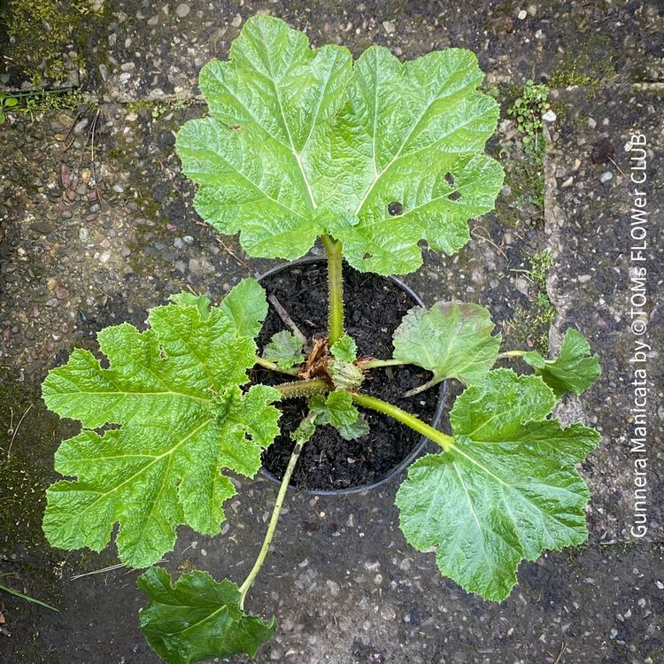 Gunnera Manicata (Neu (gemäss Beschreibung)) in Adliswil für CHF 177 ...