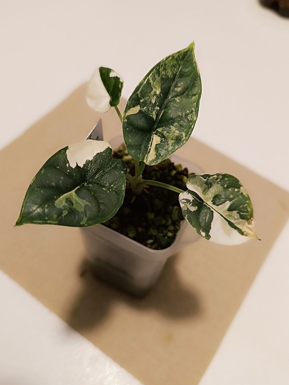 Pflanzen & Samen: Alocasia Silver Dragon Variegata – Neu (gemäss Beschreibung) aus Sevelen von Stine_li_ 3