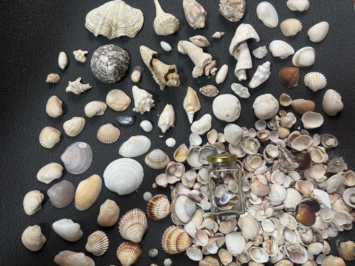 Fossili: Diverse Muscheln – Usato da Massagno venduto da ilm_vd96