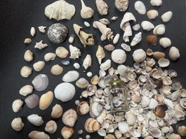 Diverse Muscheln