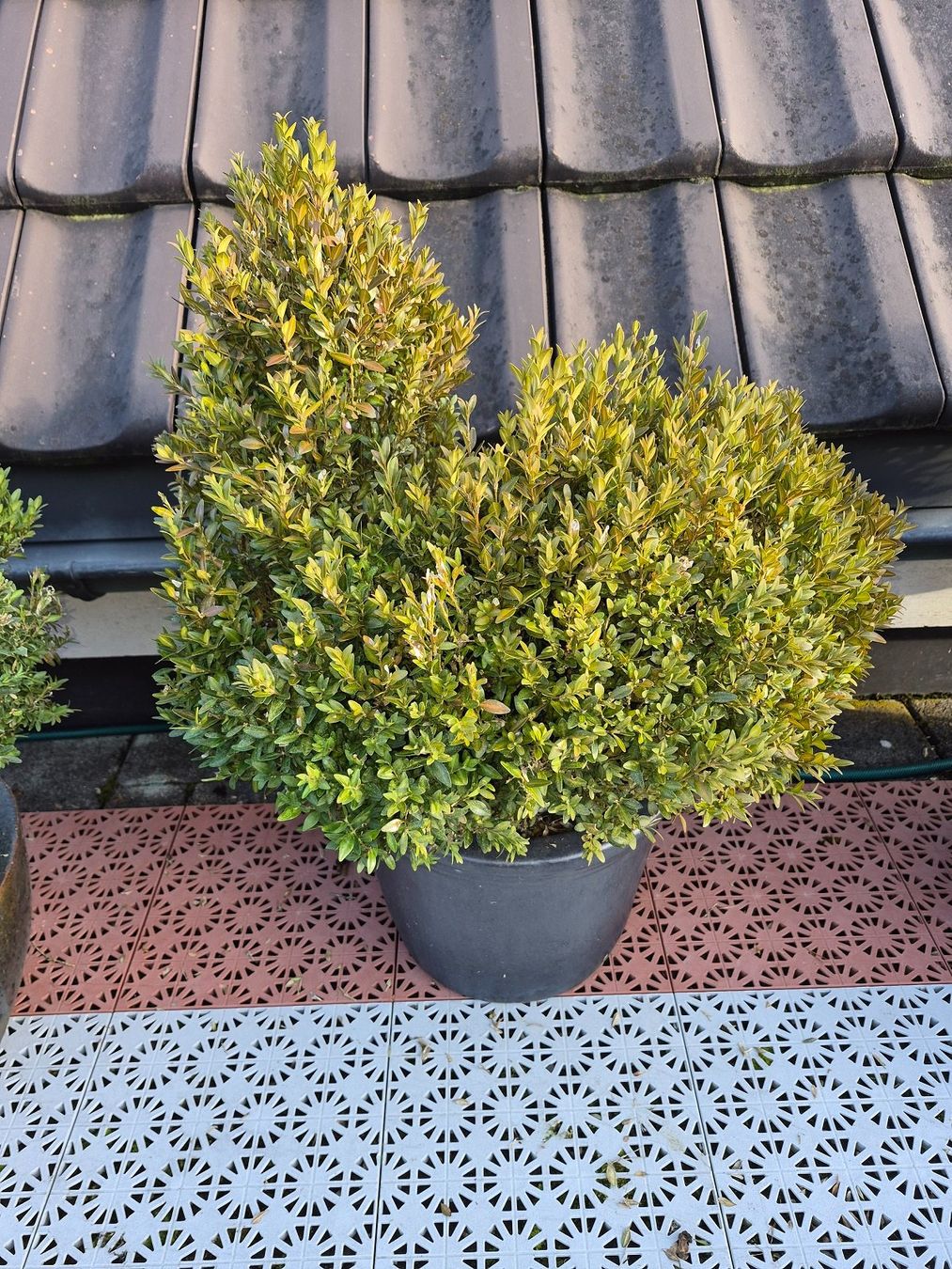 Piante & sementi: 6) WINTERHART - Buchsbaum für Garten, Balkon oder Terrasse – Usato da Thalheim an der Thur venduto da LycaenaDispar