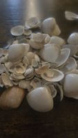 20g muscheln gross&klein accessoire aus dem meer