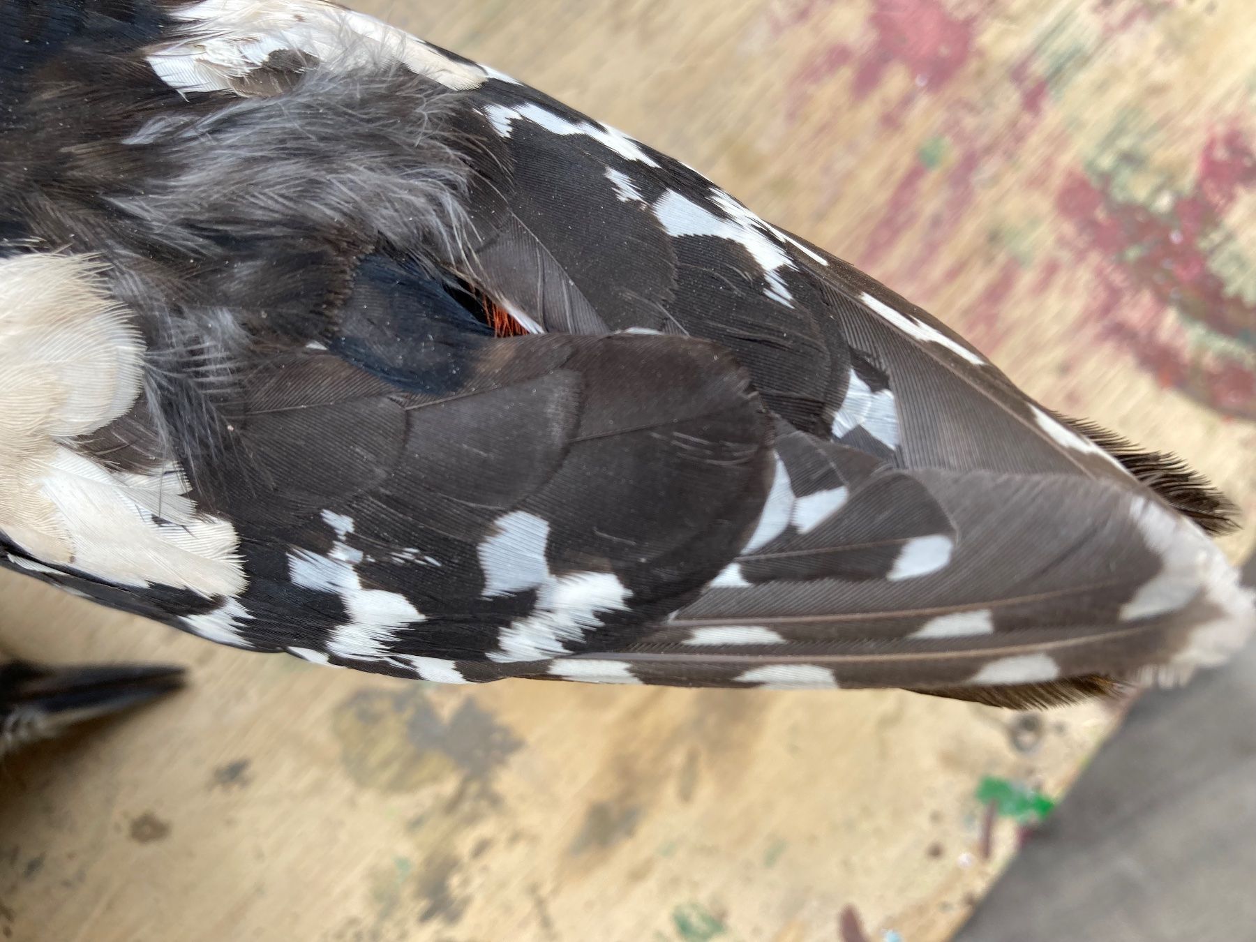 Il mondo degli animali: Spechte Konvolut – Usato da Grosswangen venduto da arum01 8