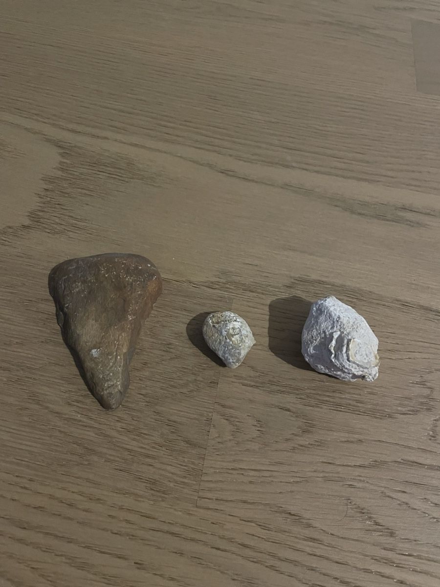 Fossili: Steine – Usato da Sargans venduto da Didis
