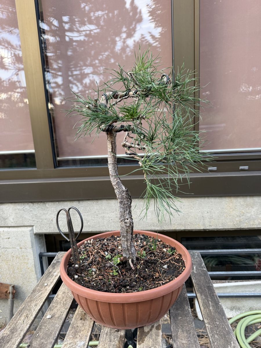 Piante & sementi: Pinus Sylvestris Bonsai – Usato da Suhr venduto da BonsaiGutzi 4
