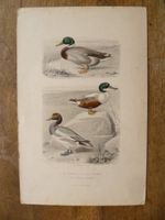 LE CANARD  LESOUCHET  LE CANARD SIFFLEUR
