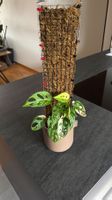 🌿 Monstera Adansonii Variegata – inkl. Topf & Moosrankhilfe