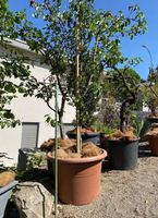 Birnen Baum Pflanzen Blumen Topf Blumentopf Pflanzentopf