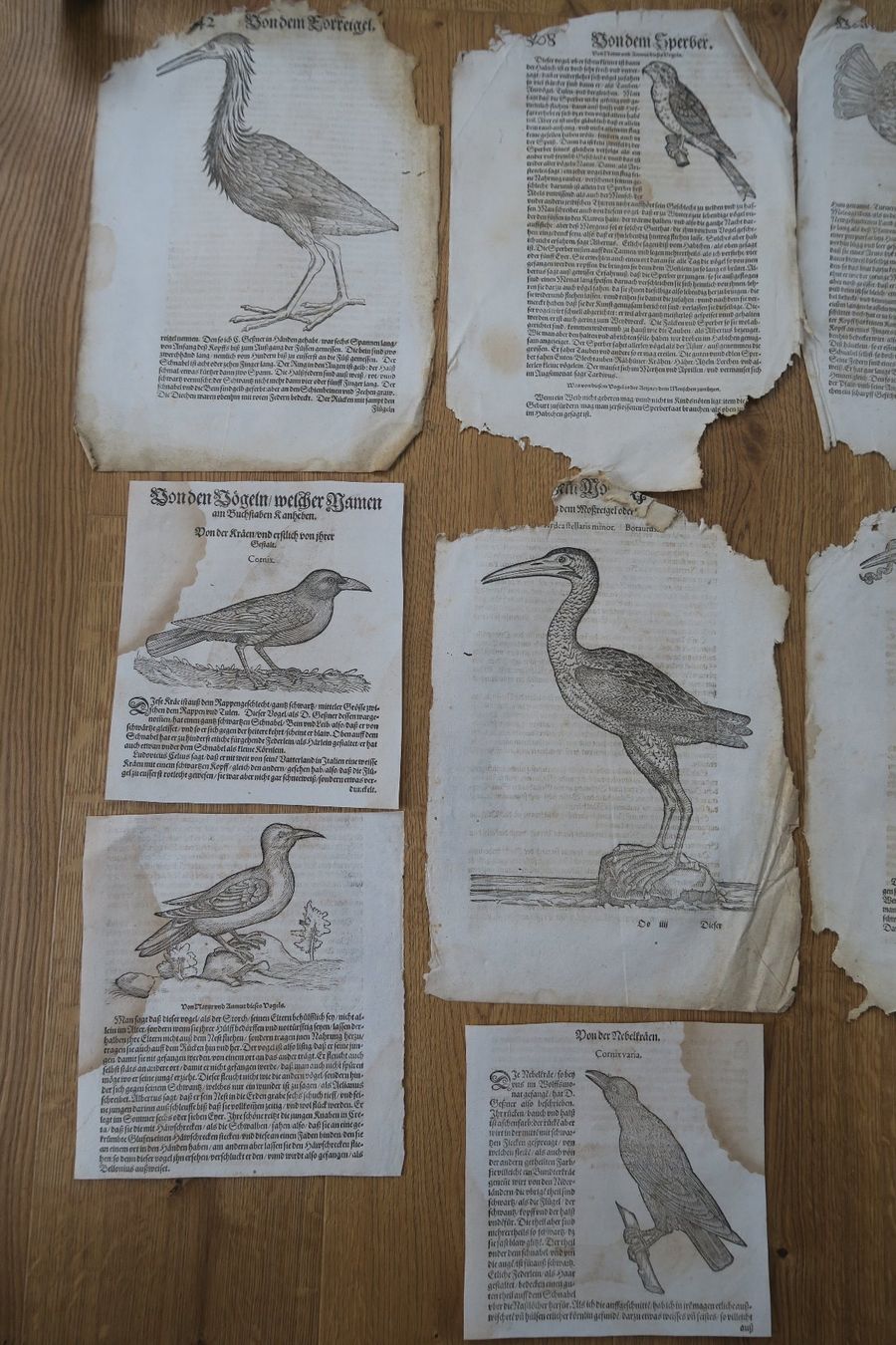 Libri: Conrad Gessner 1563 originale Buchseiten – Usato da Wädenswil venduto da Turusukko 2