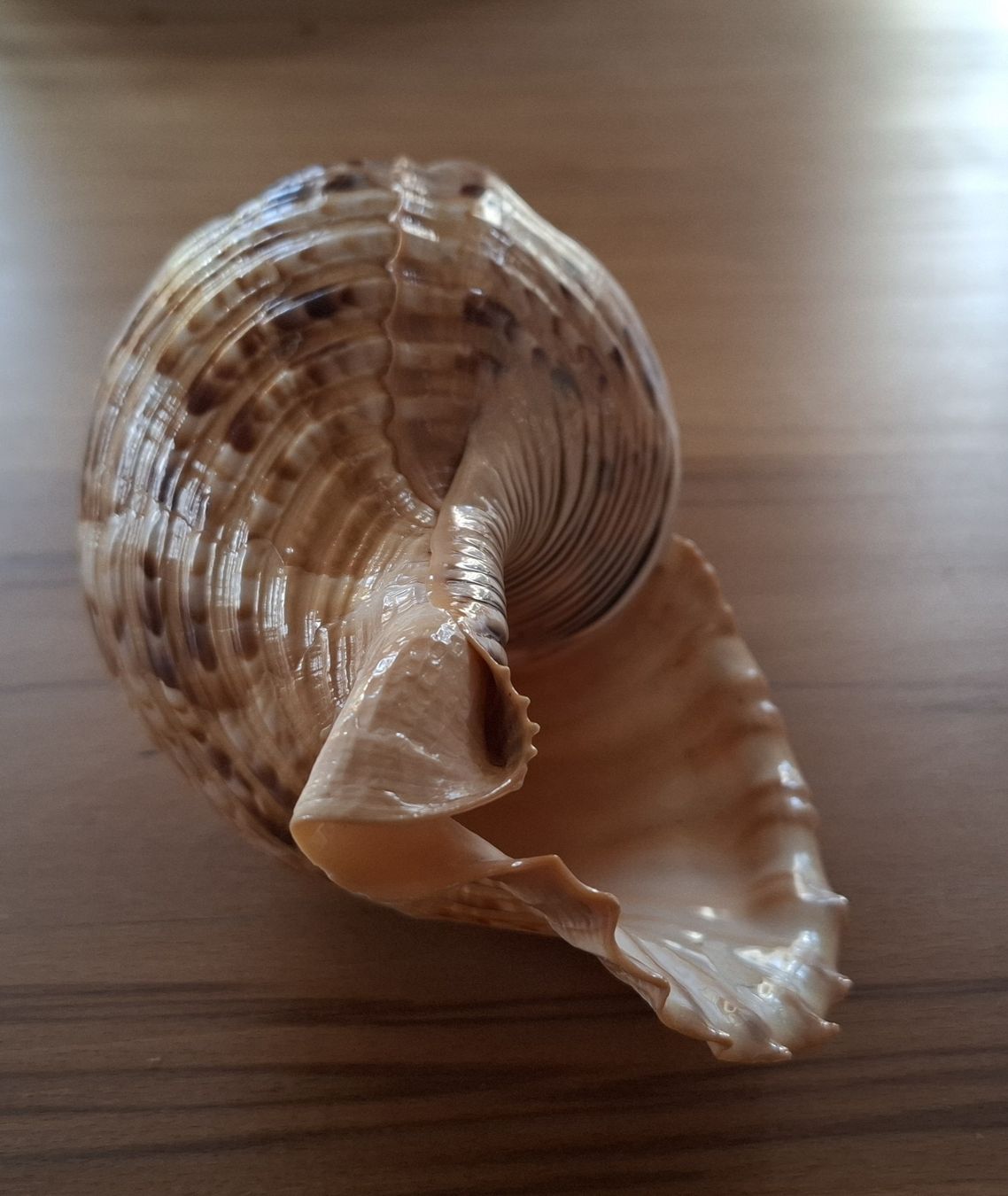 Strumenti musicali: Tritonshorn Blasmuschel – Usato da Marbach SG venduto da Mmyway 4