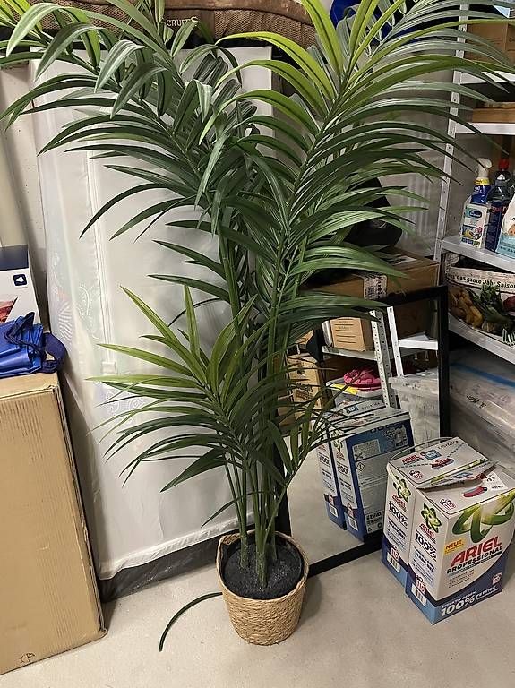 Plantes & graines: Kunstpflanze 180cm  – D'occasion à Dietikon par Cile5340 2