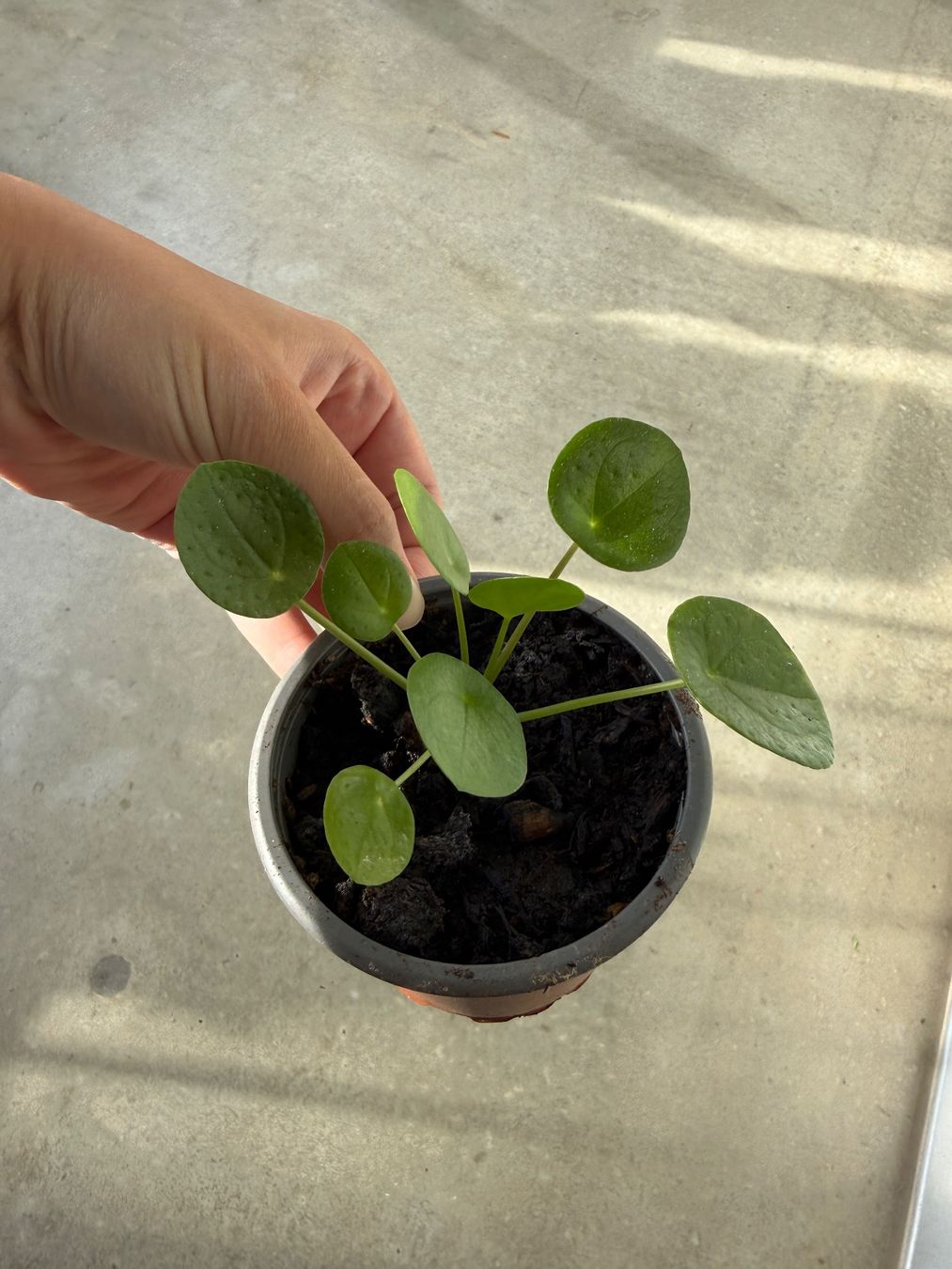 Piante & sementi: Pilea Pflanze – Usato da Bern venduto da Wil.Wayne
